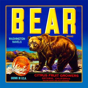Bear Journal Cover
