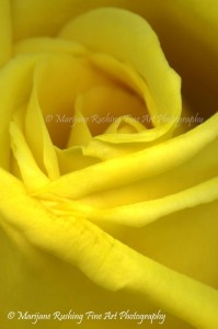 Rose fine art photography yellow